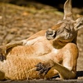A kenguru szó eredete
