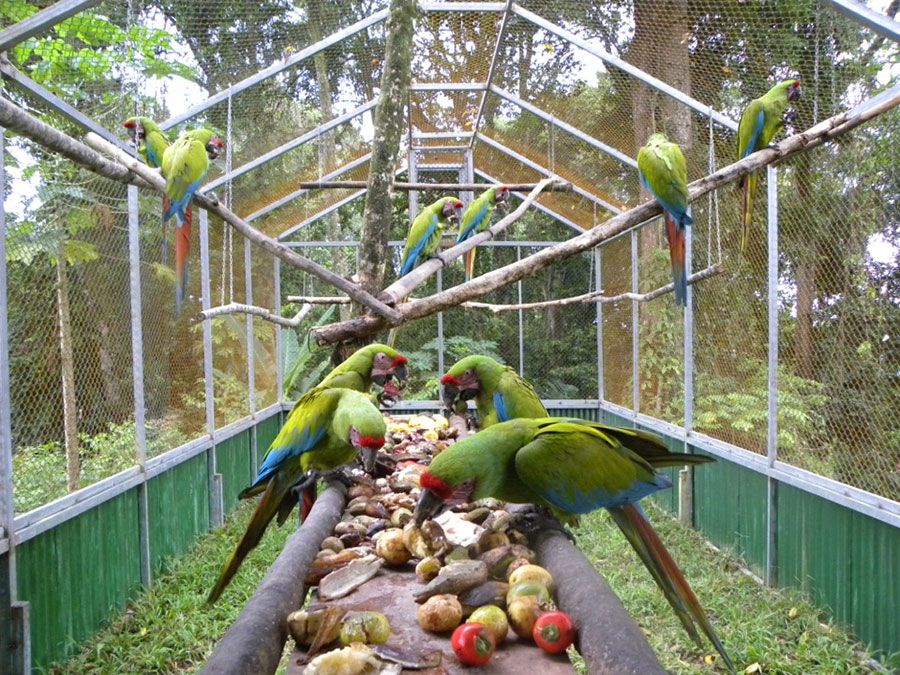 ara-manzanillo-aviary-green-macaw-feeding.jpg