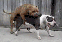 amimgif13.gif