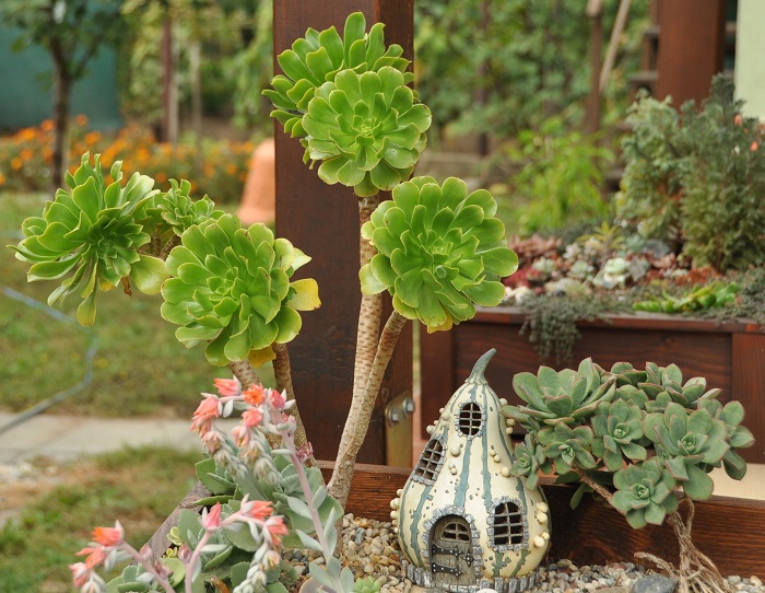 aeonium-700.jpg