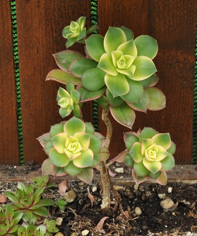 aeonium-haworthii_2.JPG