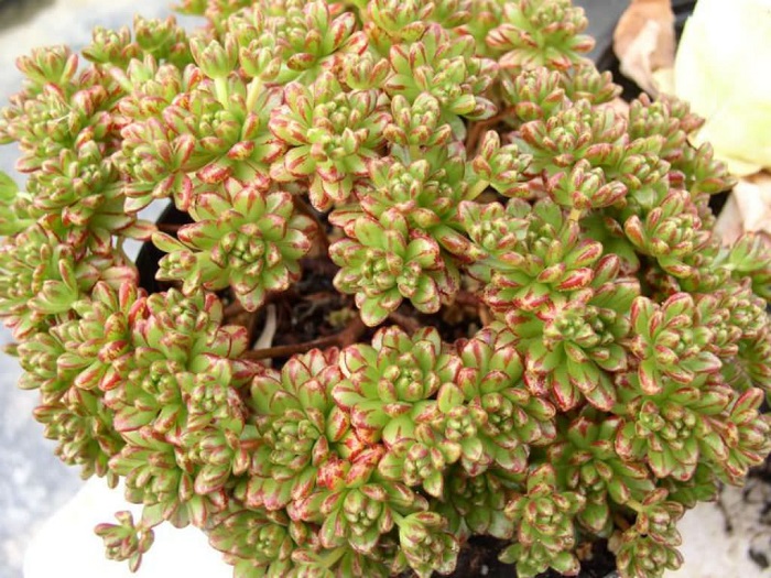 aeonium-sedifolium.jpg