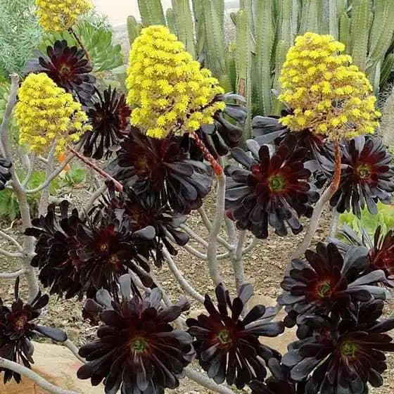 aeonium_arborescens_atropur.jpg