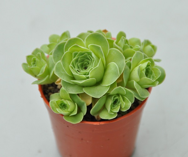 aeonium_dodrentale_greenovia-500.jpg