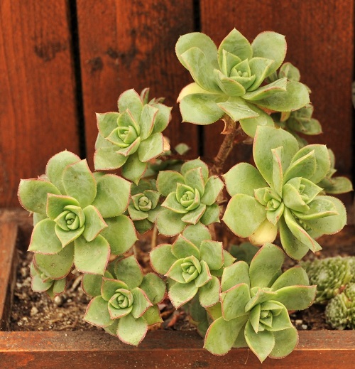 aeonium_haworthii4_2.JPG