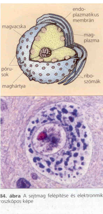 2 3 1 Sejtalkotók Doktor Bubó