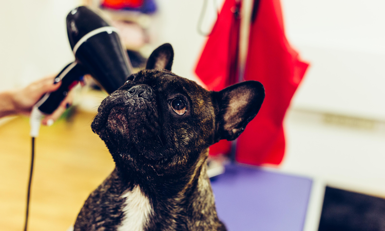 ohmyDOG boutique & spa - Ahol a kutyából nem lesz szalonna