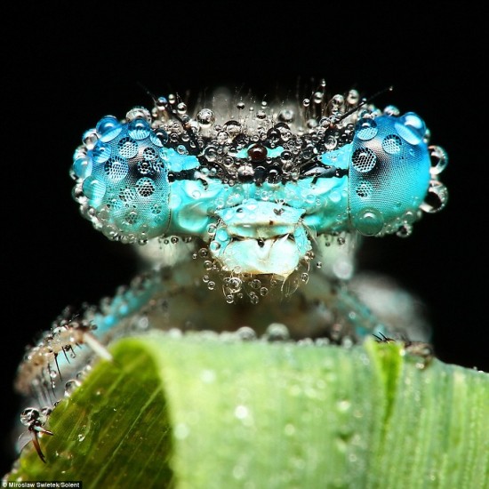 goutte-eau-insecte-macro-1-550x550.jpg