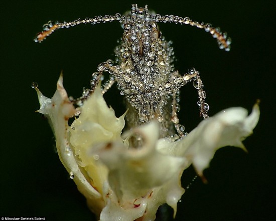 goutte-eau-insecte-macro-4-550x441.jpg