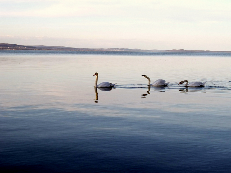 Csopak szállás Balaton apartman Csopak szállás Balaton apartman
