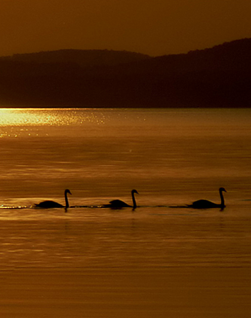 Csopak szállás Balaton apartman Csopak szállás Balaton apartman
