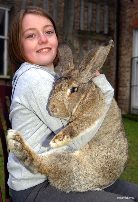 caters_giant_rabbit_04.jpg