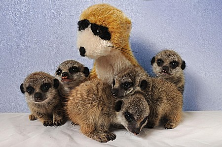 meerkat_orphans1.jpg