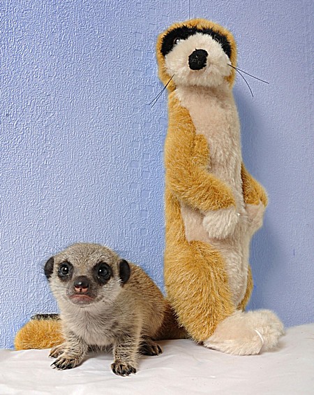 meerkat_orphans5.jpg