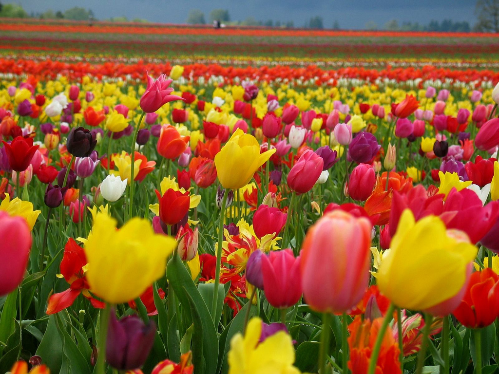 tulips.jpg