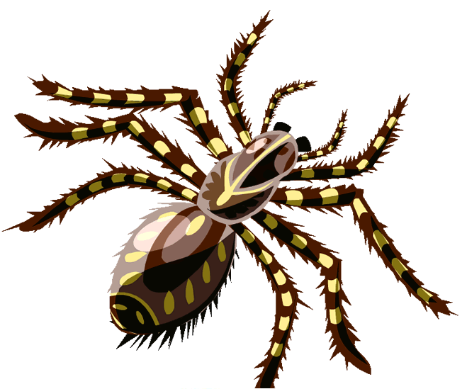 spider.gif