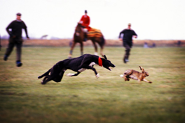 coursing600x400.jpg