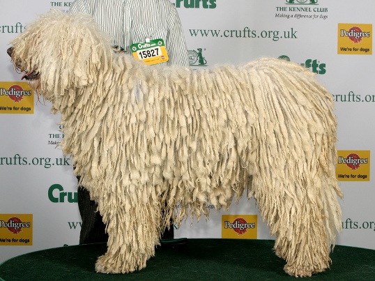 komondor.jpg