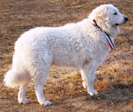 kuvasz.JPG