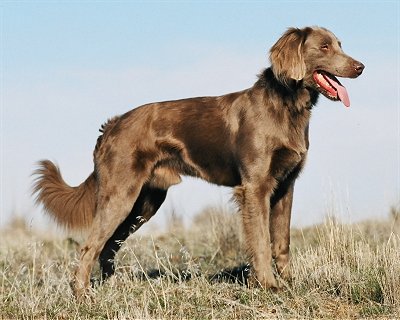 weimaraner_long.jpg