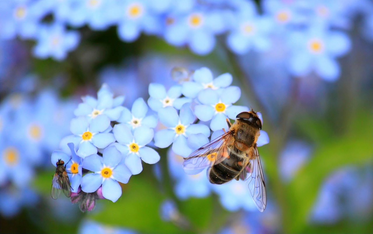 forget-me-not-257176_1280.jpg