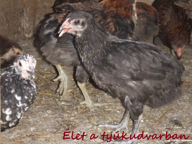 dscf8129.JPG