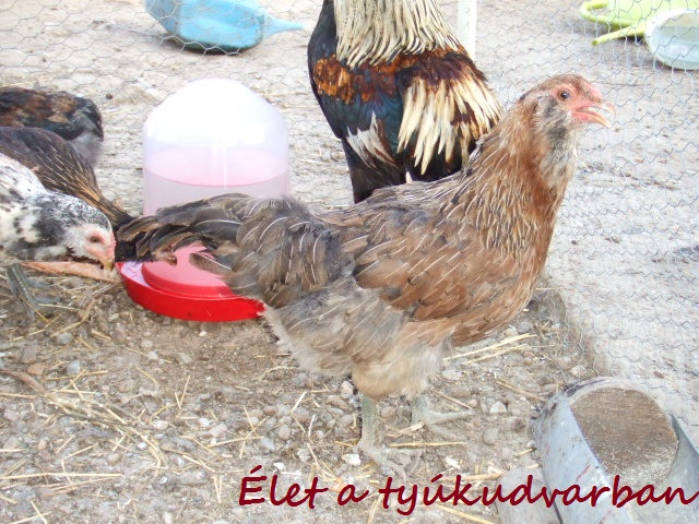 dscf8151.JPG