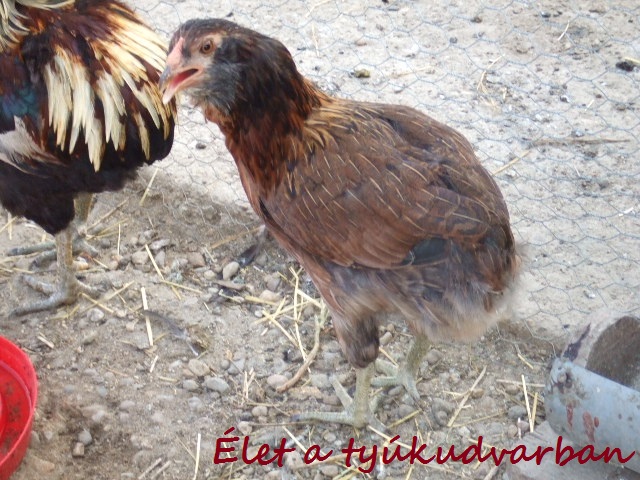 dscf8183.JPG
