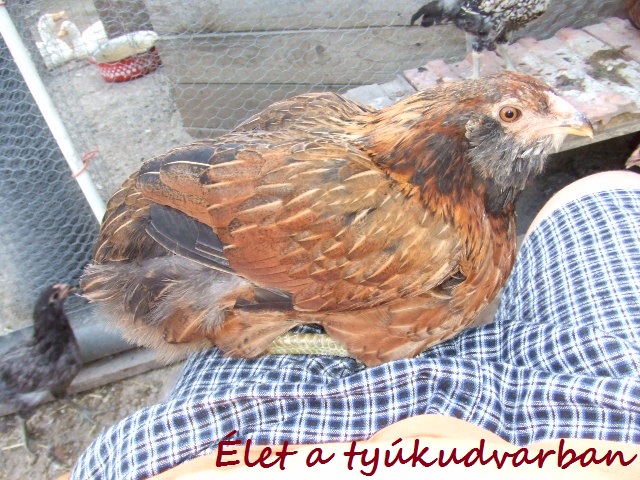 dscf8193.JPG