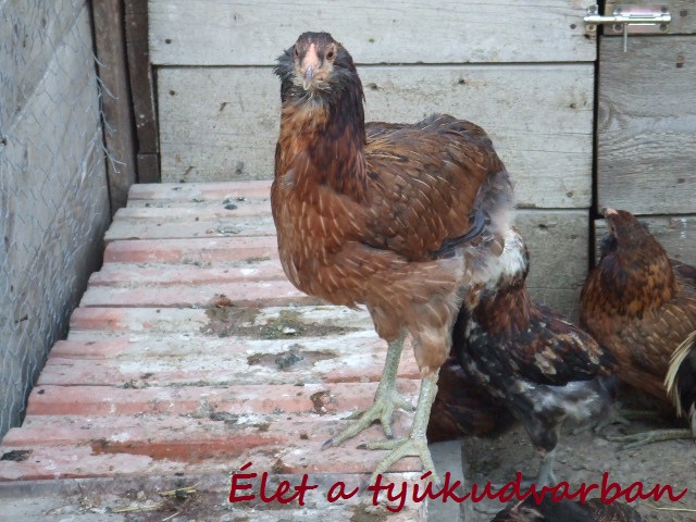 dscf8211.JPG