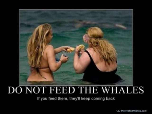 do-not-feed-the-whales-640x479.jpg
