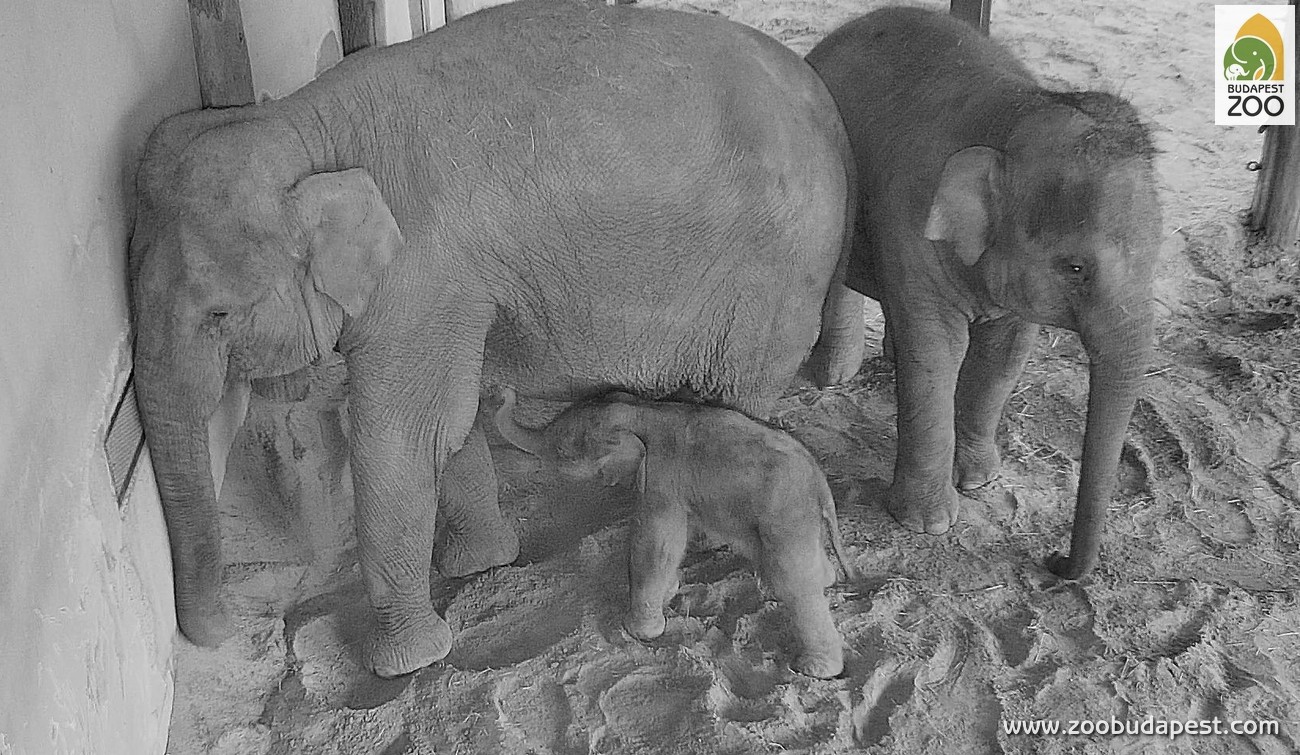 elephantbaby2.jpg