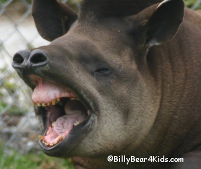 tapir.jpg