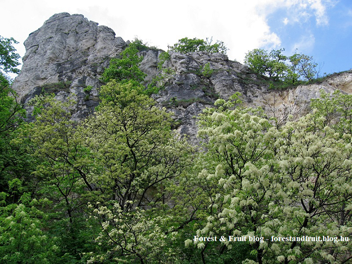 2016. május - Zugliget, Tündér-szikla
