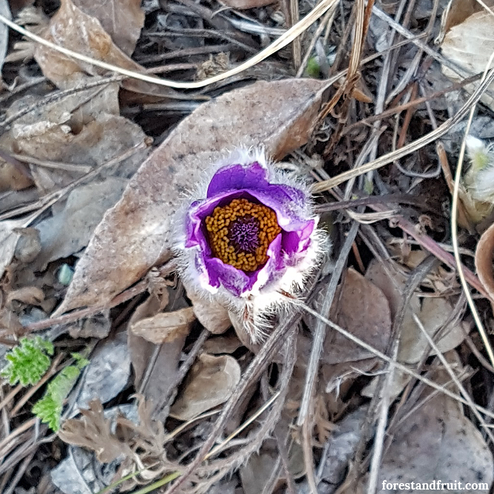 Leánykökörcsin 2018. március - Sas-hegy<br />Láthatóak a hideg ellen védelmet nyújtó növényi szőrök