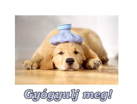 gy%c3%b3gyulj%20kutya.jpg