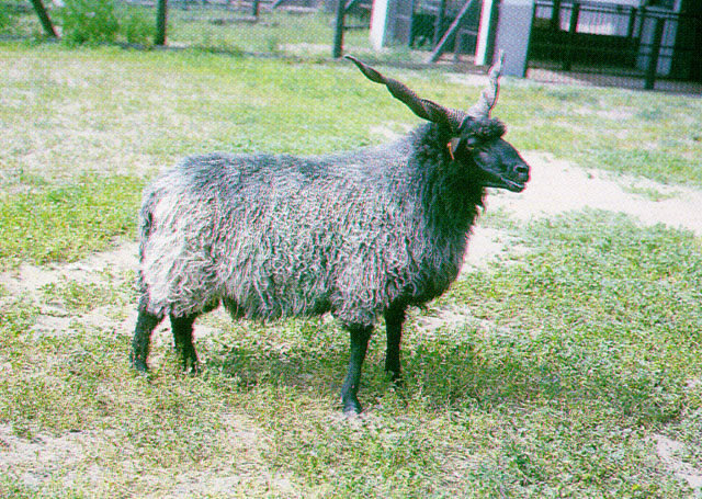 Rackafek_.jpg