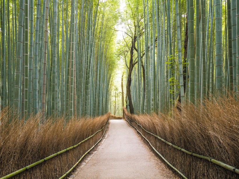 arashiyama-bamboo-grove-gettyimages-915795558.jpg