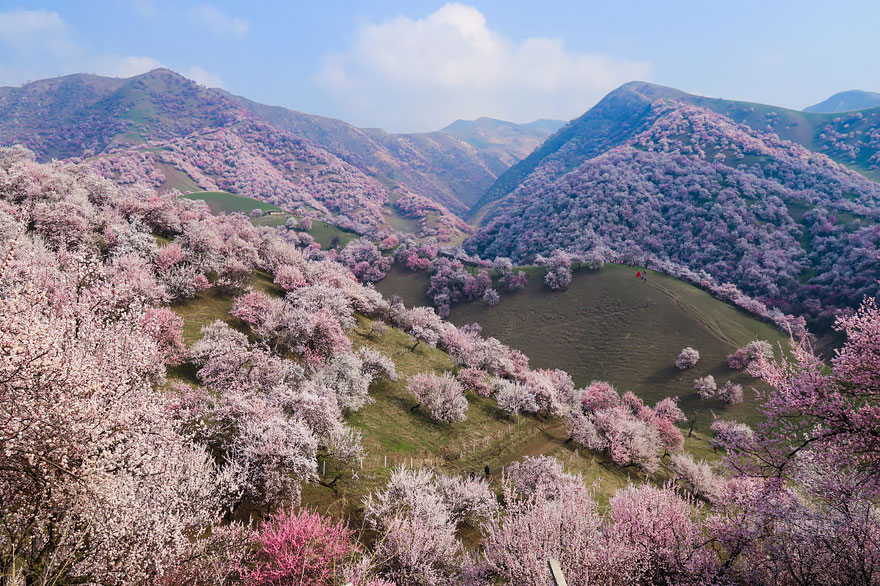 blooming-apricot-valley-yili-china-1.jpg