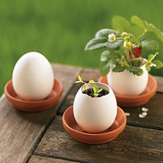 eggplanter2.jpeg