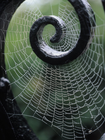 spider-web-1.jpg