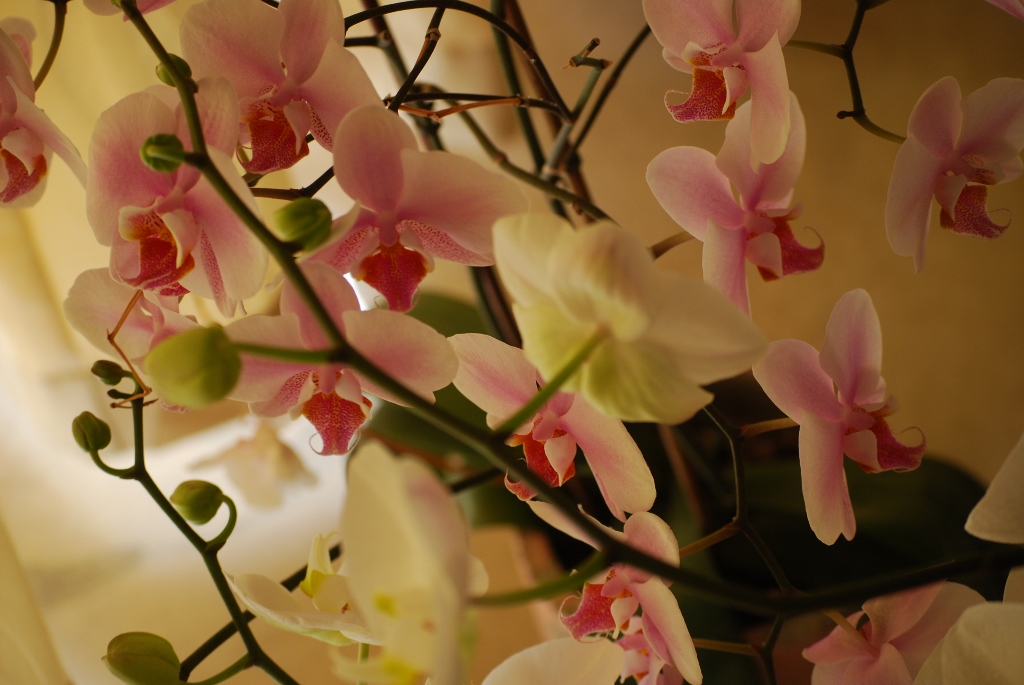 orchidea (1024x685).jpg