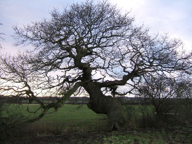 00056_an_old_oak_tree_on_a_moat_geograph_org_uk_650827.jpg