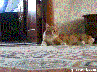 a_macskak_kovetkezo_evolucios_lepcsofoka.gif