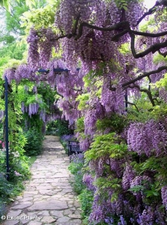 wisteria2.jpg