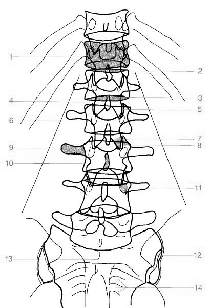 Os Sacrum