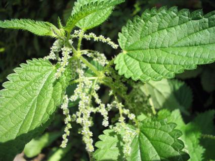 Urtica-dioica(Blueten).jpg