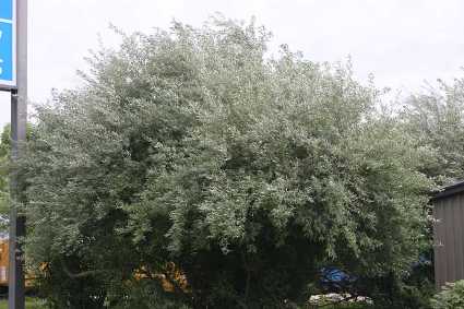 Ezüstfa Eleagnus angustifolia.jpg