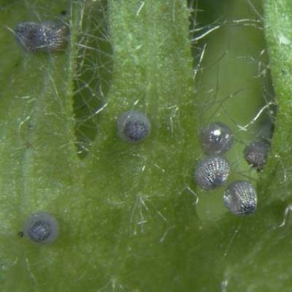 Helicoverpa-eggs_Cmares.jpg