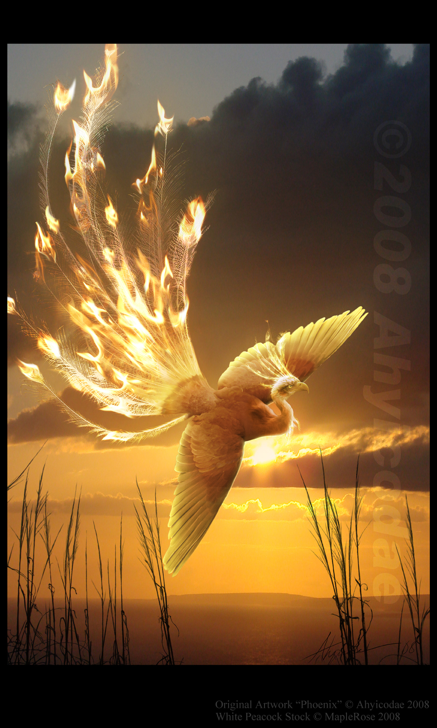 http://m.blog.hu/ki/kicsyviry/image/Phoenix_by_Ahyicodae.jpg